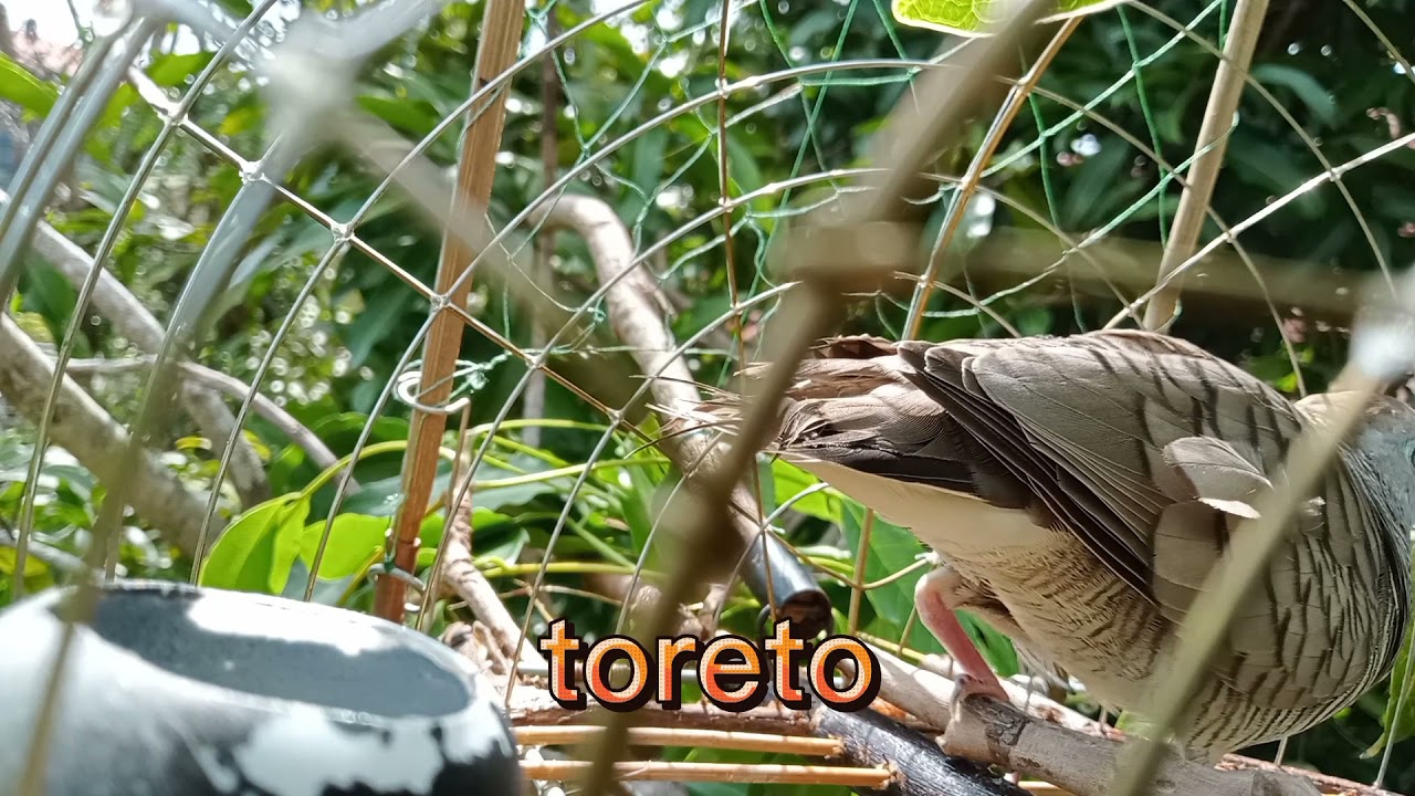 kerak Tandang #toreto