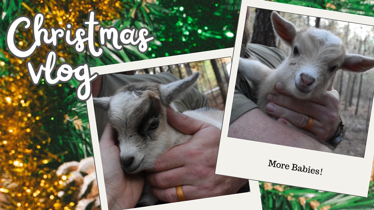 CHRISTMAS VLOG | MORE GOAT BABIES!!