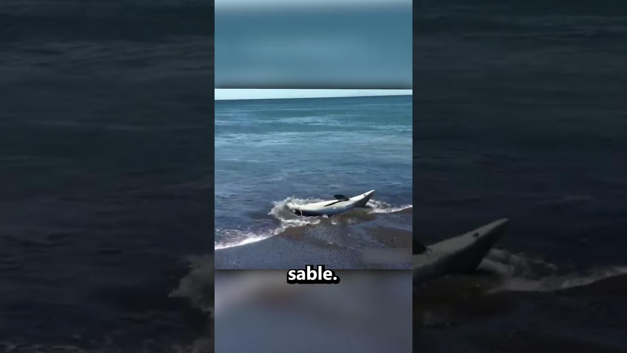Il a Risqu&eacute; sa Vie pour Sauver ce Requin !