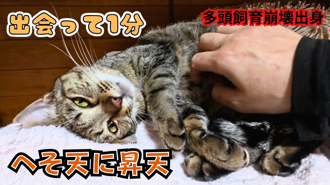 【神対応】多頭飼育崩壊から救われたキジトラ初対面から1分で「へそ天」に一瞬で昇天（保護猫カフェキャットスペース）Brown tabby cat rescued from animal hoarding