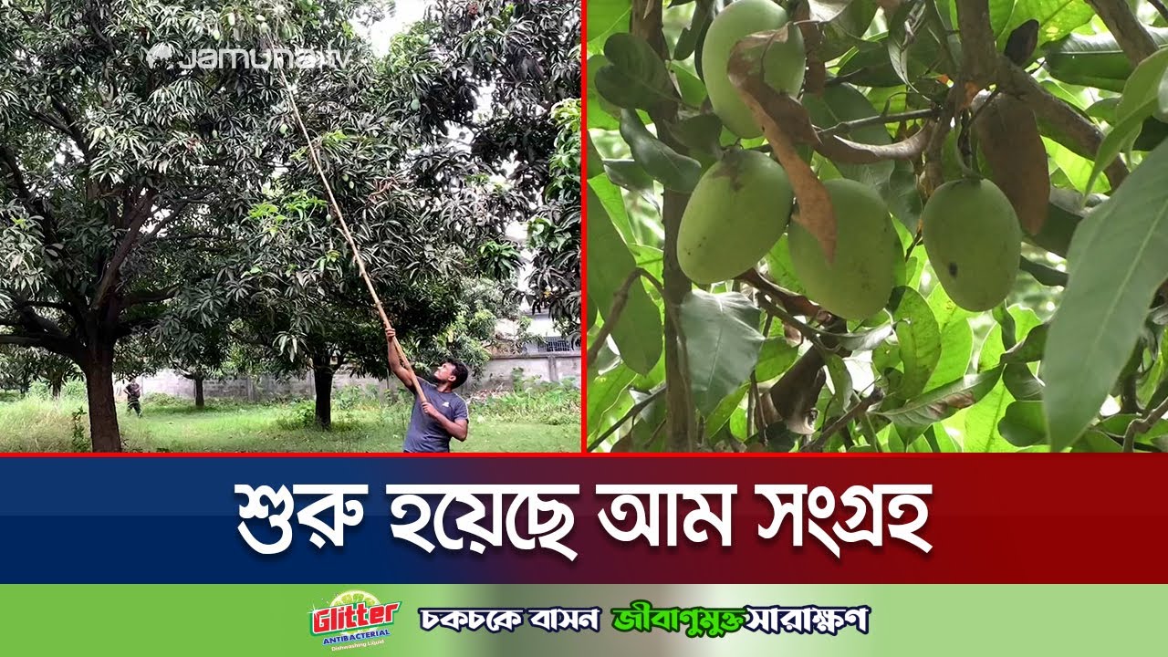 রাজশাহী-চুয়াডাঙ্গায় আনুষ্ঠানিকভাবে আম সংগ্রহ শুরু | Mango Harvest | Jamuna TV