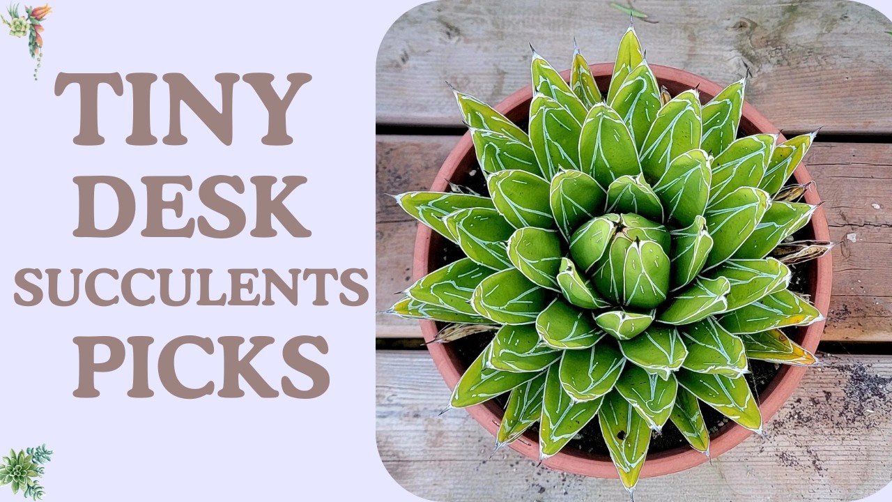Top 14 Compact Succulents for Work From Home Desks