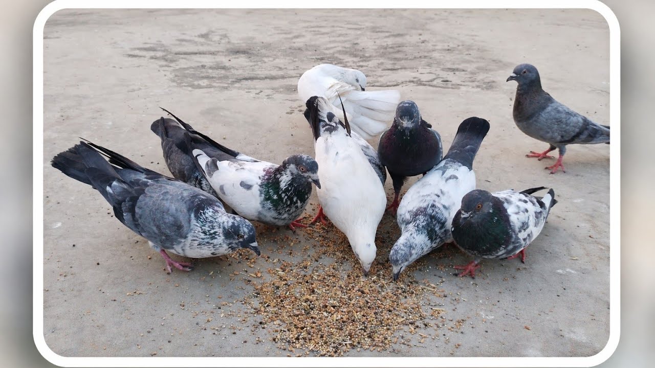 सुबह सुबह कबूतरों को दाना खिलाते हुए || Peaceful Morning with Pigeons 🕊️