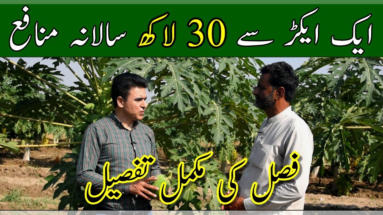 Papaya farming in Pakistan| How to start papita farming| High value crop| پپیتا کی کاشت کا طریقہ