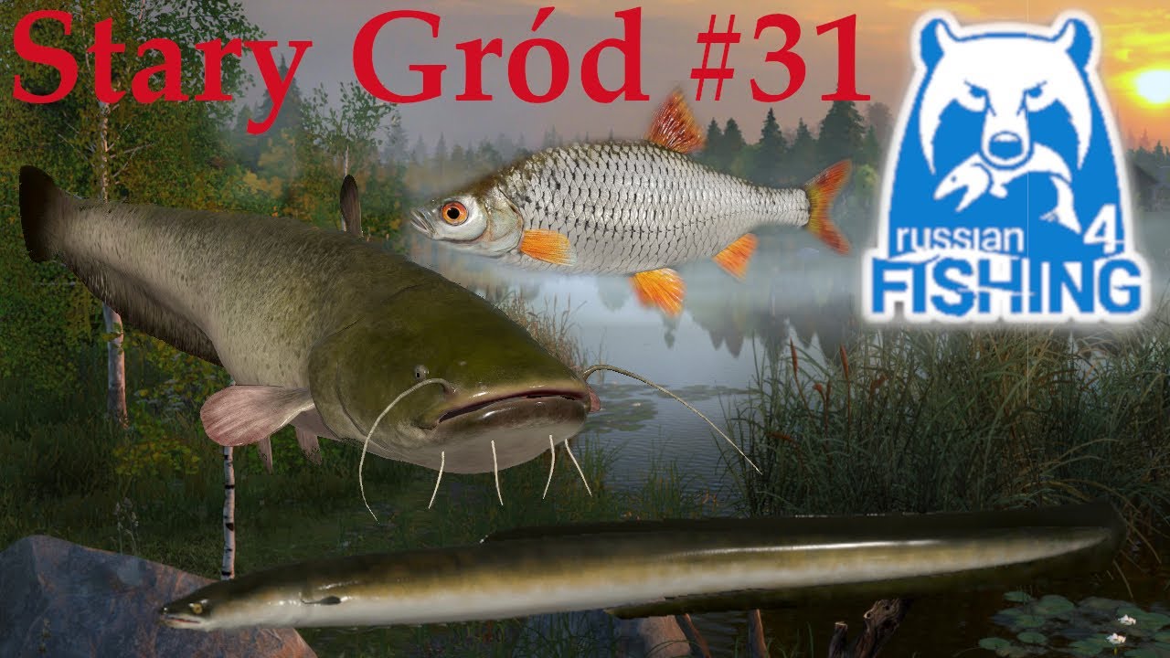 Russian Fishing 4 - Węgorze Sum i 2 okazy Płoci Feeder spot Jezioro Stary Gród #31