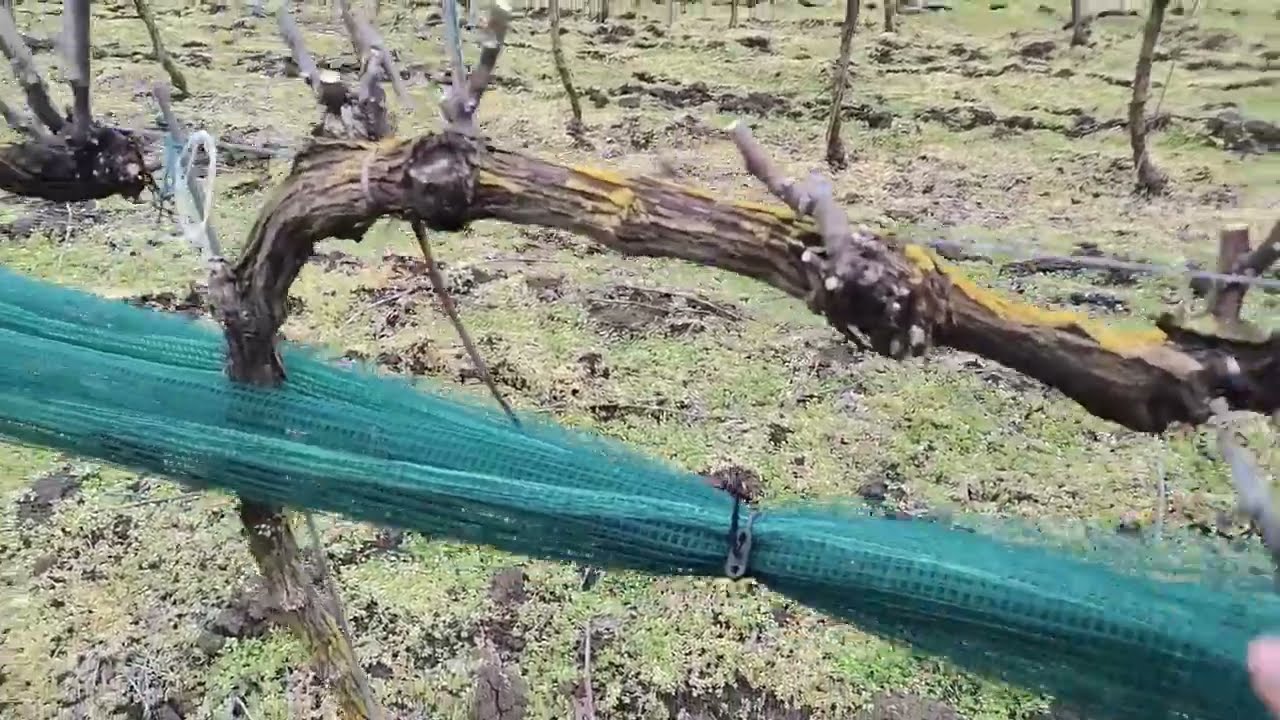 Резитба на чеп на 2 очи