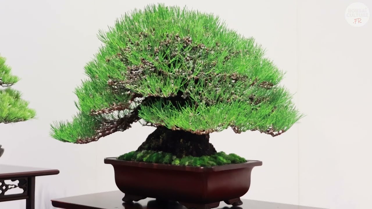 99éme Kokufu Bonsai Ten - 第99回 国風盆栽展