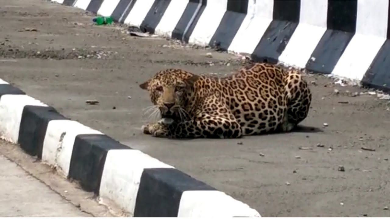 तेंदुआ | Leopard | शेर की आवाज | sher ki awaaz | sher kaisa hota hai | mp forest