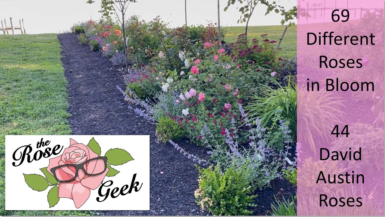 🌹 69 Roses to Classical Music on Waterfront Perennial Garden Tour // 44 David Austin Roses