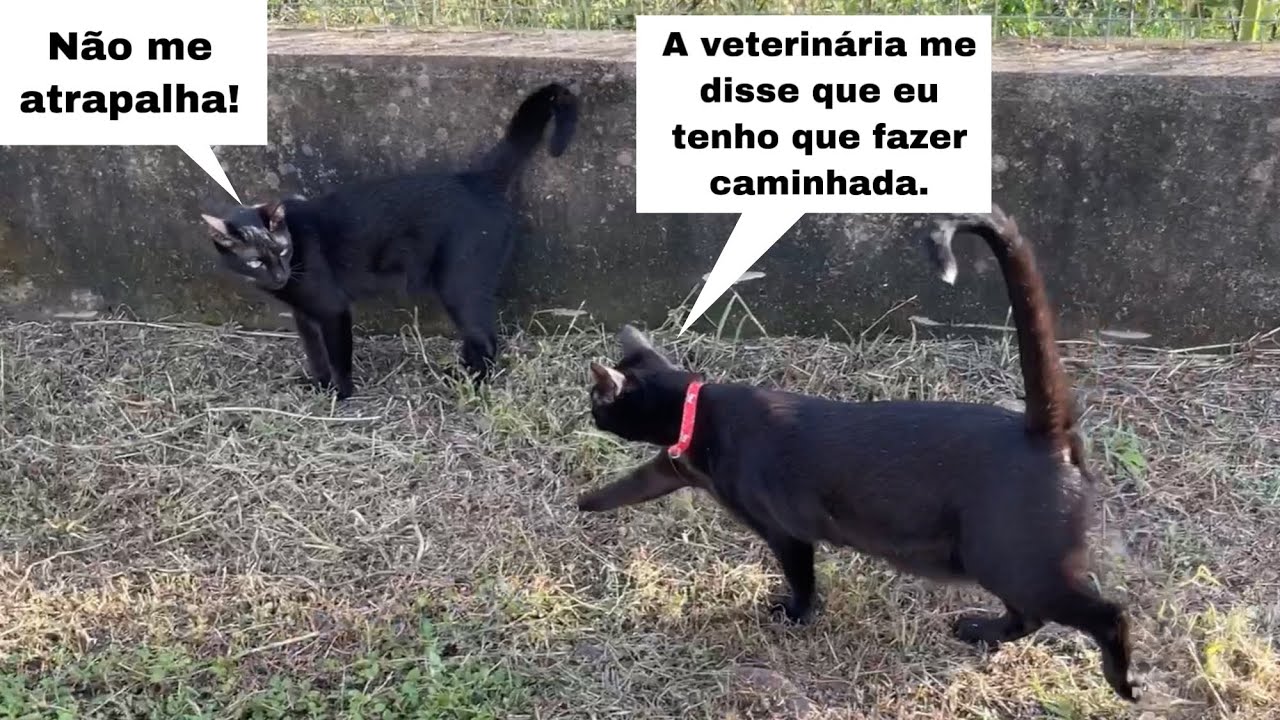 Júlio tentou ensinar o Juninho a caçar mas não acabou bem! 🤦🏻‍♂️🙆🏻‍♂️