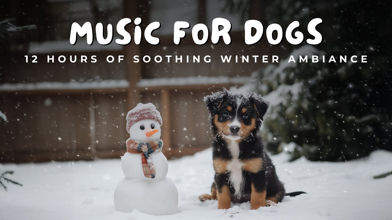 ❄️ 12 Hours of Snowy Scenes for Dogs | 🐾 Soothing Ambient Sounds & Winter Relaxation