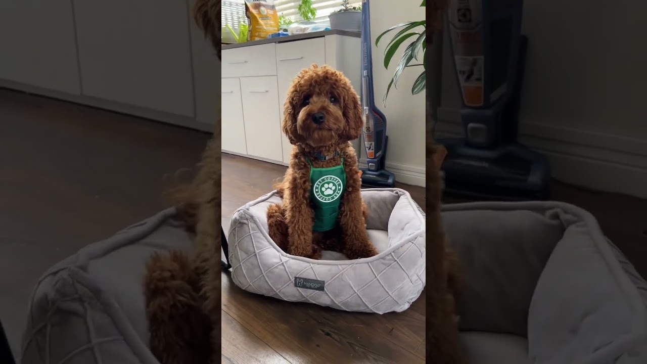 My dog gets a job 