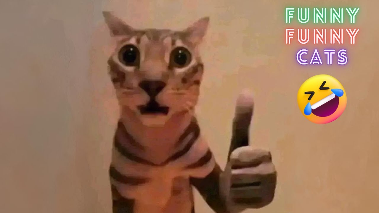 Funny Cats Losing It 😂 | Hilarious Cat Reactions You’ll Love