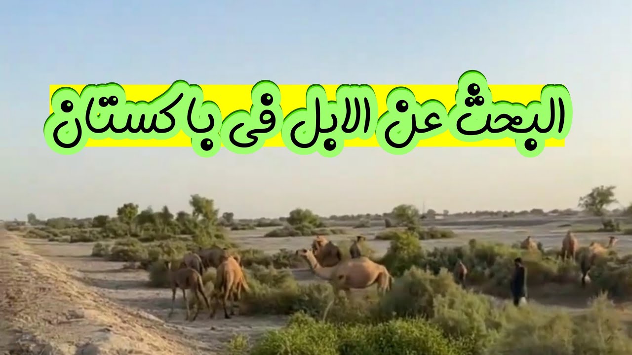 البحث عن الابل في باكستان| #الابل #السعودية_الكويت_الامارات_قطر_عمان_البحرين_