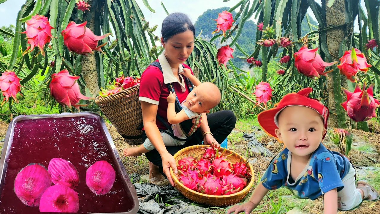 Harvest dragon fruit and bring it to the market to sell, How to make dragon fruit jelly - Lý Thị An