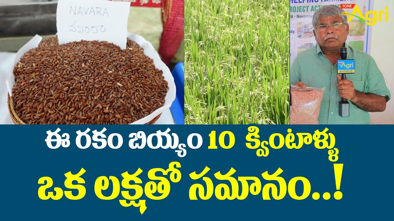 Navara & Ratna Chodi Rice Benefits | ఈ రకం బియ్యం 10క్వింటాళ్ళు ఒక లక్షతో సమానం..! Tone Agri