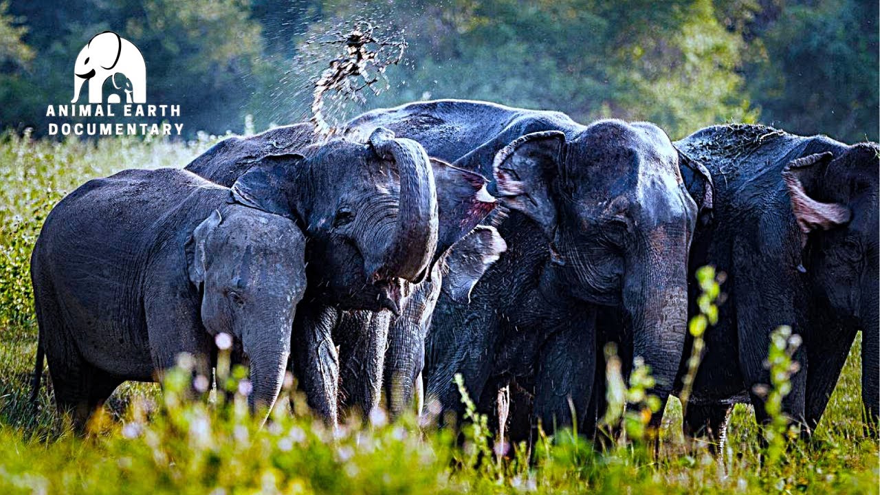 WILD Laos Animals Roaming Free in Laos Rain Forests