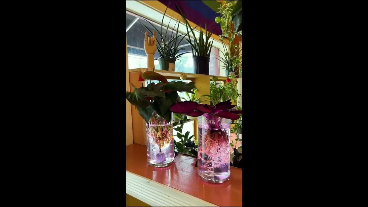 Самодельный барботер Plant Daddy.