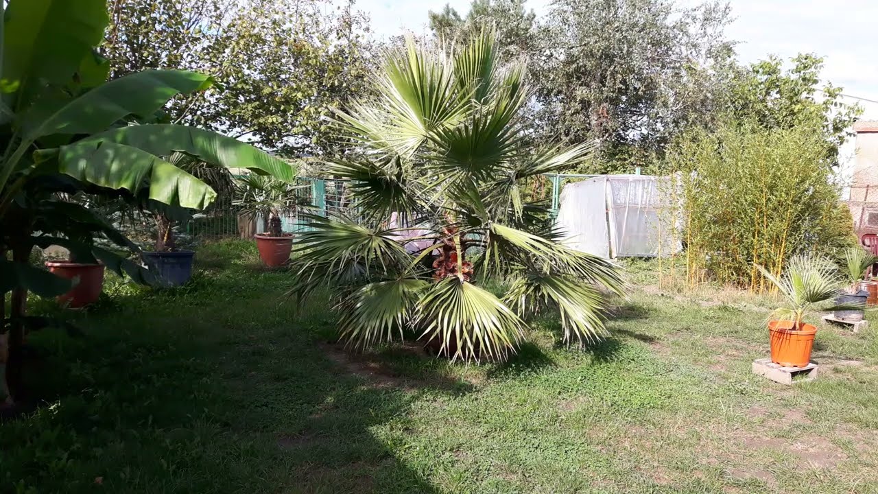 Washingtonia Filifera a Washingtonia Robusta odporność na wilgoć cz.2