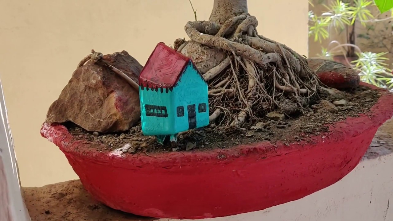 #bonsai #bonsaitree #bonsaimania Bonsai of my garden..vlog no.28..