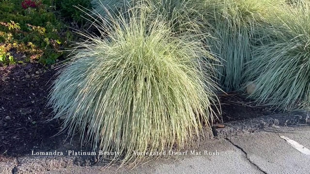 Lomandra 'Platinum Beauty'