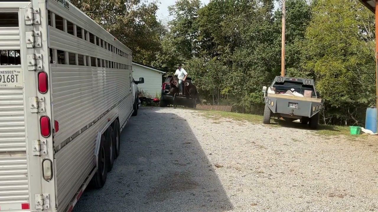 Продано 344 вороных кобыл фризской породы, тяжеловозных, трех лет, 15 H, цена 1750 долларов.