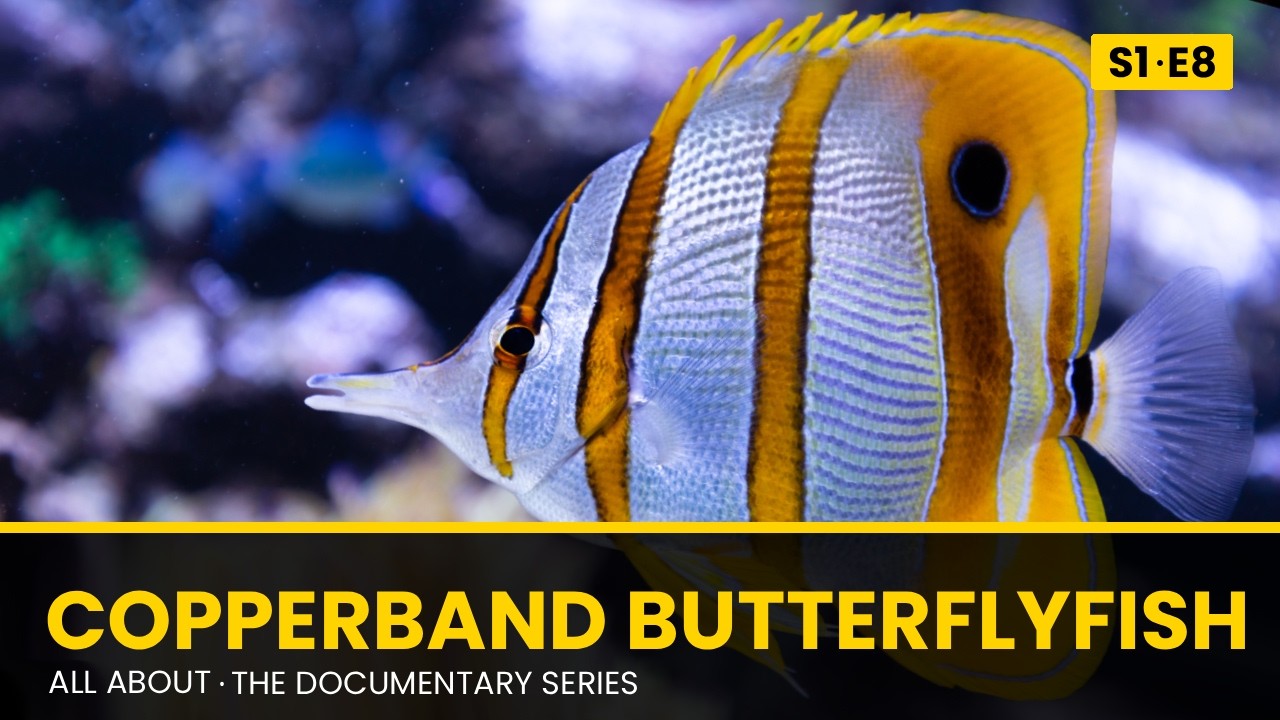 Copperband Butterflyfish | All About Documentary Series