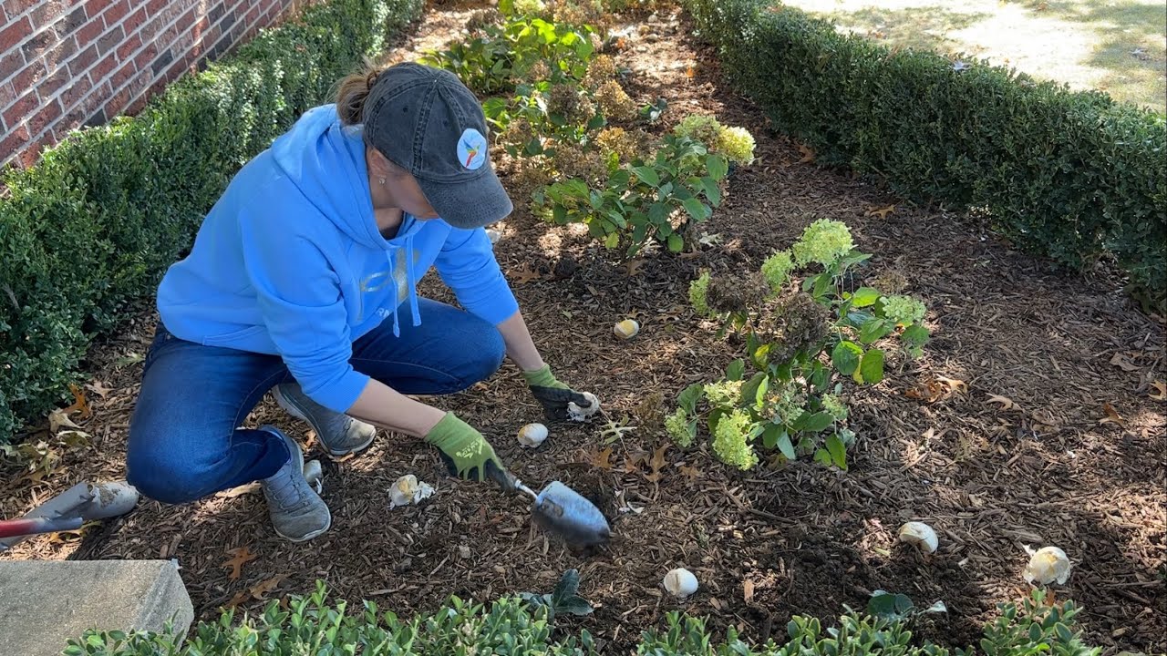 Mass Planting Hellebores & Alliums in My Parent’s Garden, Pressing Flowers for Christmas Ornaments 