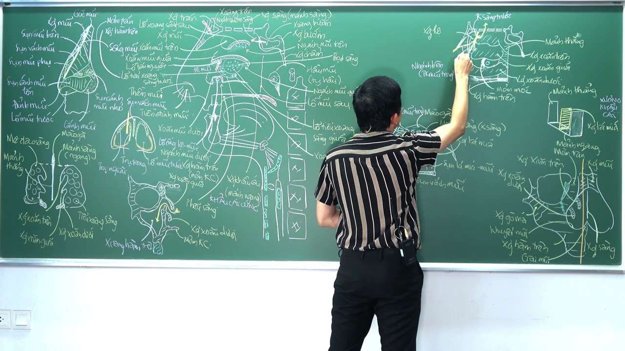 ĐẦU-MẶT-CỔ:  MŨI - (4) Ổ MŨI: VÁCH MŨI VÀ MẠCH-THẦN KINH CỦA MŨI