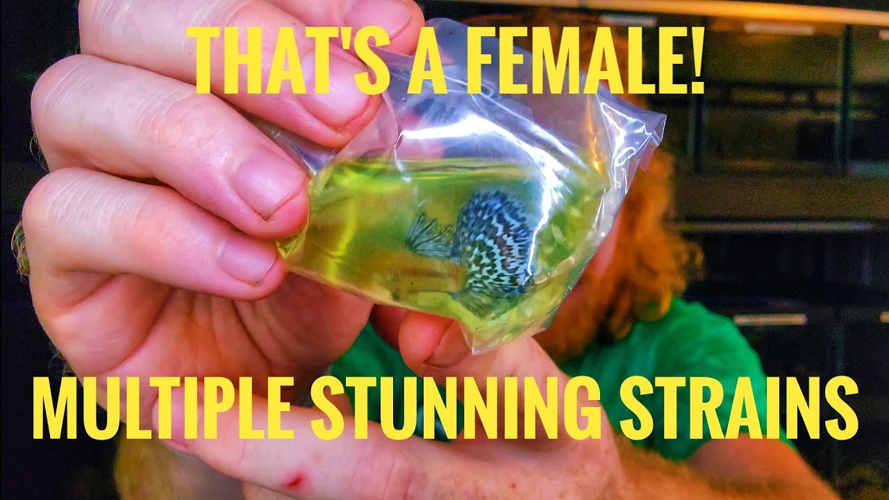Stunning Guppy Import Order Unboxing - Multiple Strains