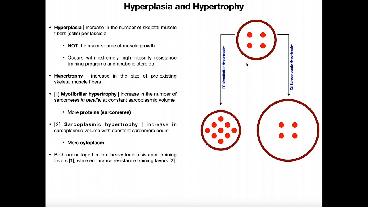 Hyperplasia, Sarcoplasmic Hypertrophy, & Myofibrillar Hypertrophy