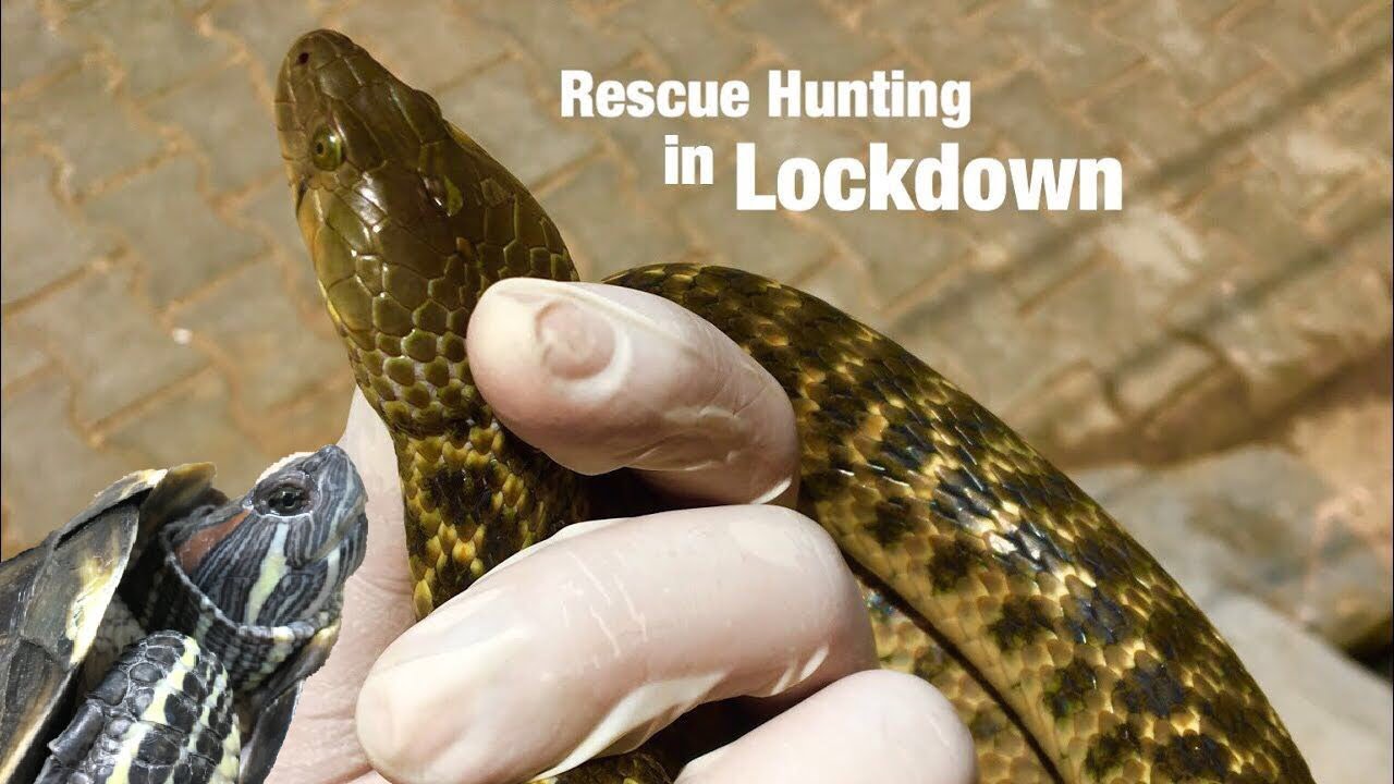 See What I found! | and the Turtle.