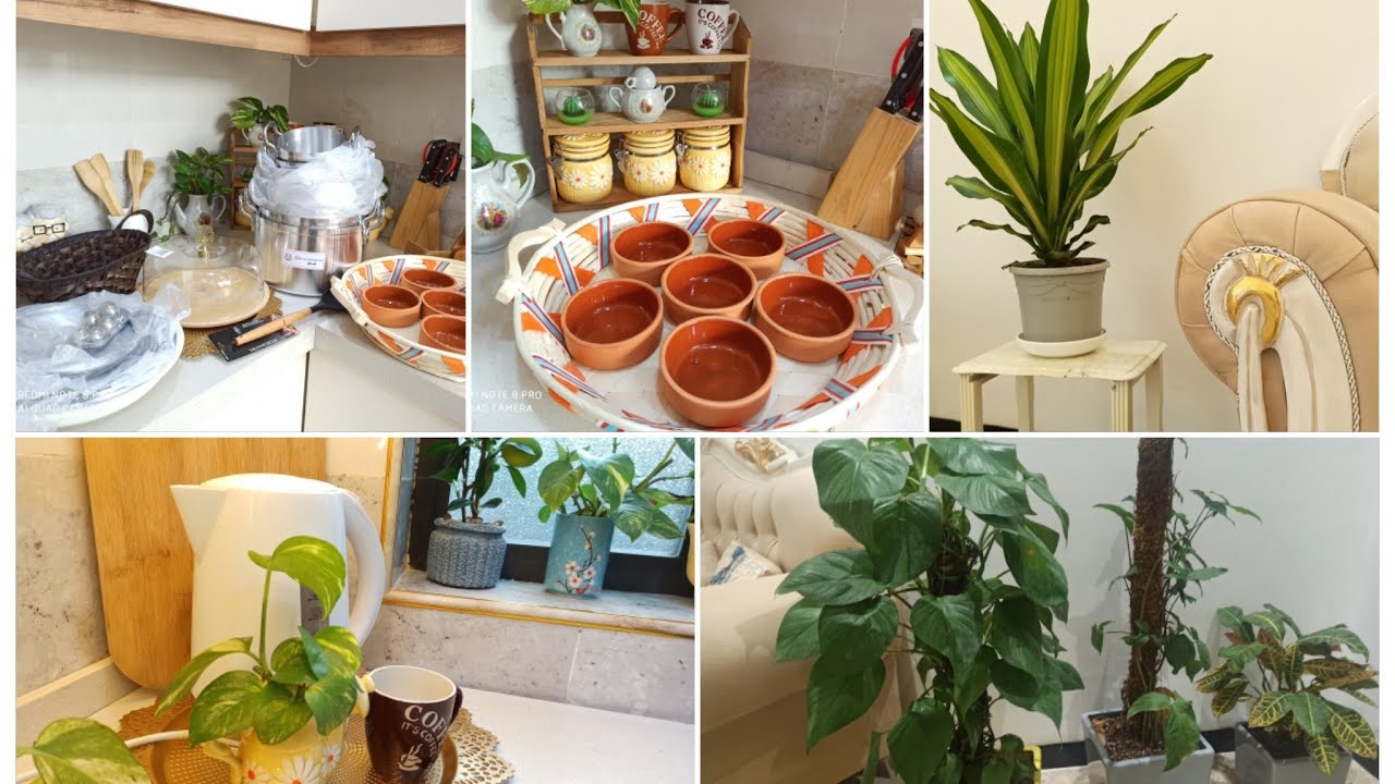 اشتريت اشياء تجنن للمطبخ🛍️ كيف اجذر الزرع واكاثره🌱☘️