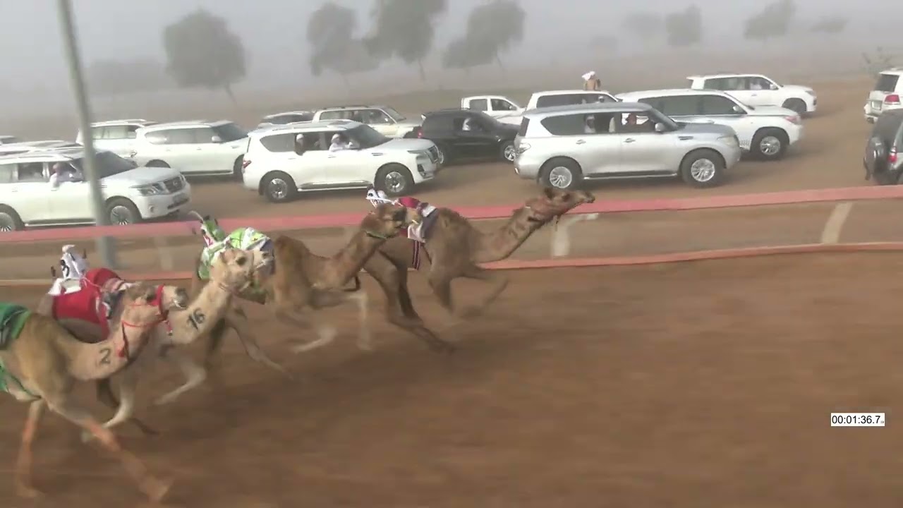 R9 7 2 2026F الشوط (9 صعوب) الواريه للسيد/ حميد محمد بالشر الخاطري