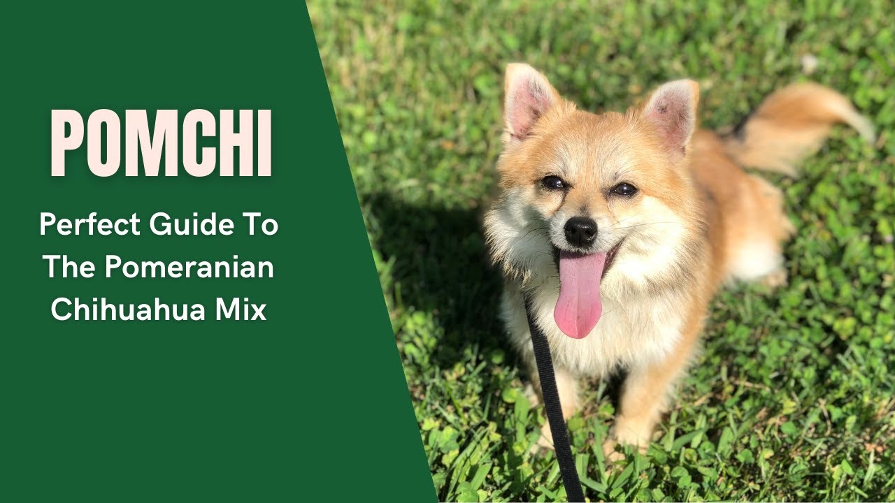 Pomchi - A Perfect Guide To The Pomeranian Chihuahua Mix