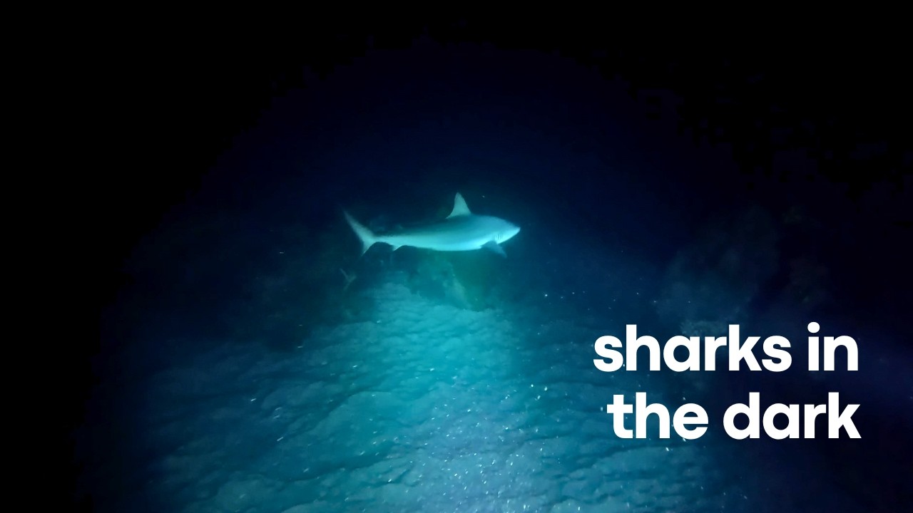 EPIC NIGHT DIVE WITH SHARKS | Diving in the Great Barrier Reef, Cairns!