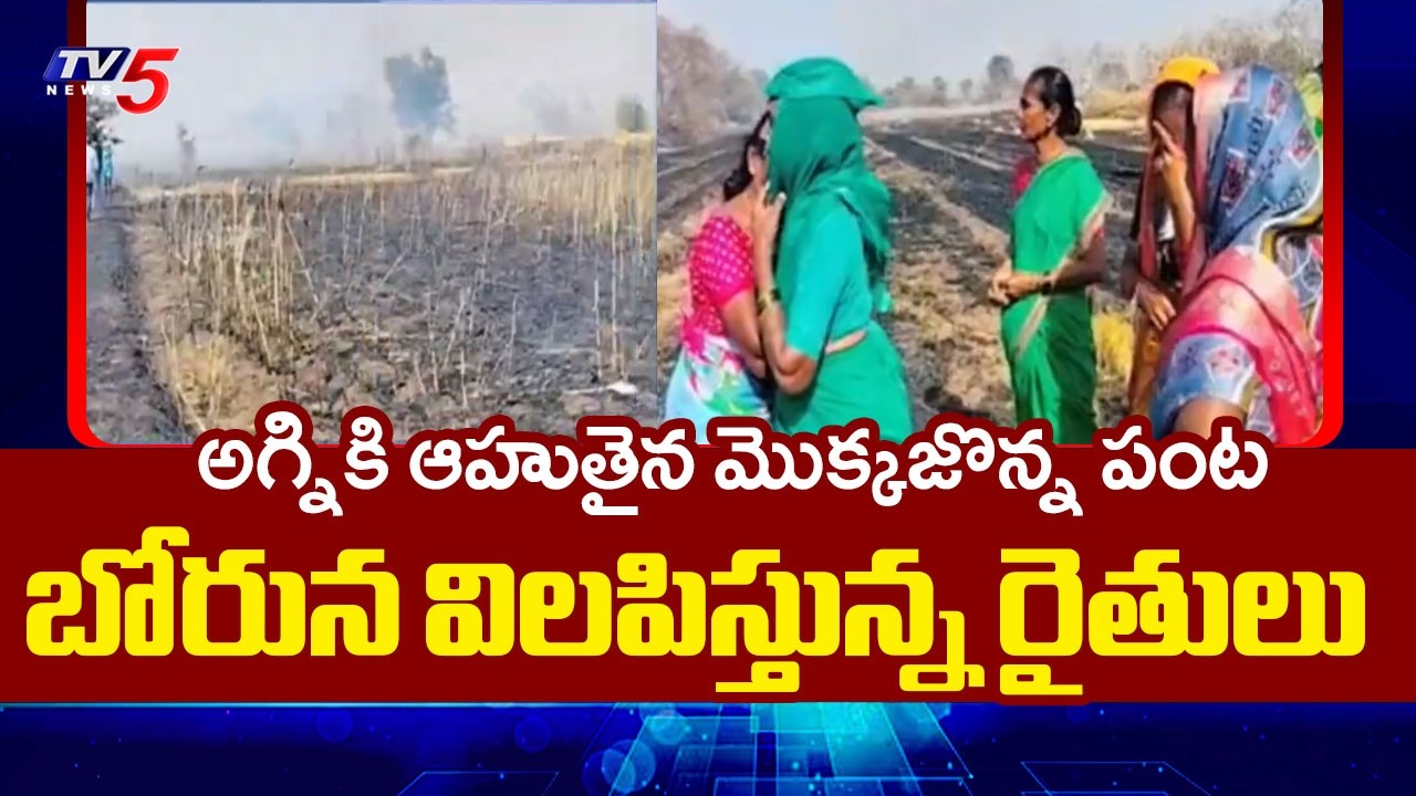 Fire Breaks Out In Corn Farms In Adilabad District | Kangutta || TV5 News