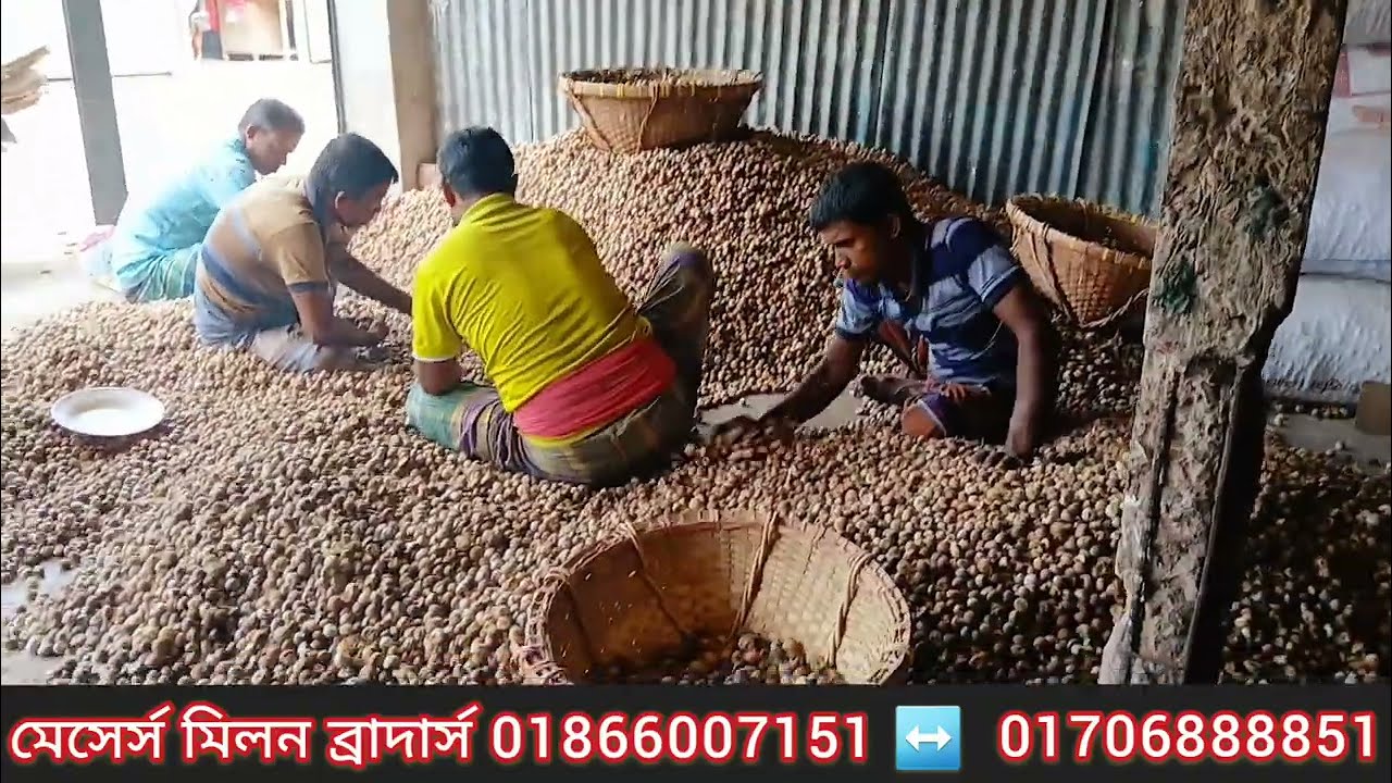 শুকনো সুপারি পাইকারি কিনে ব্যবসা করুন সরাসরি আড়ৎ থেকে কম দামে নিতে পারেন সারা দেশে লক্ষ্মীপুর সুপারি