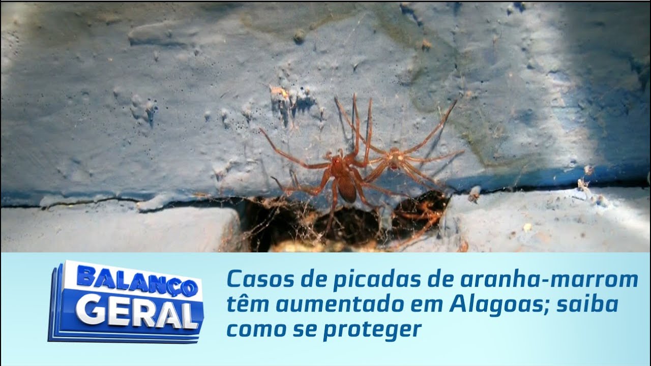 Casos de picadas de aranha-marrom têm aumentado em Alagoas; saiba como se proteger