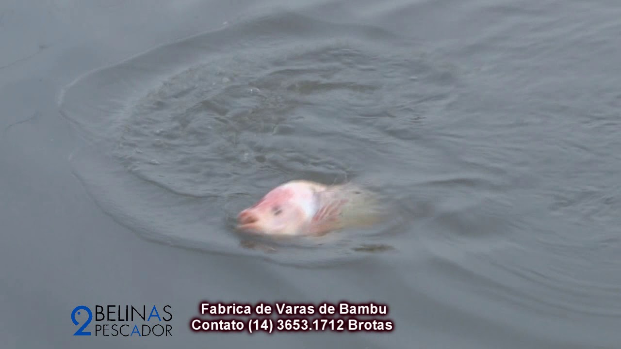 Tilapia saint peter no Bambu