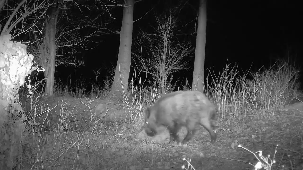 Wild boar and hare in the snow