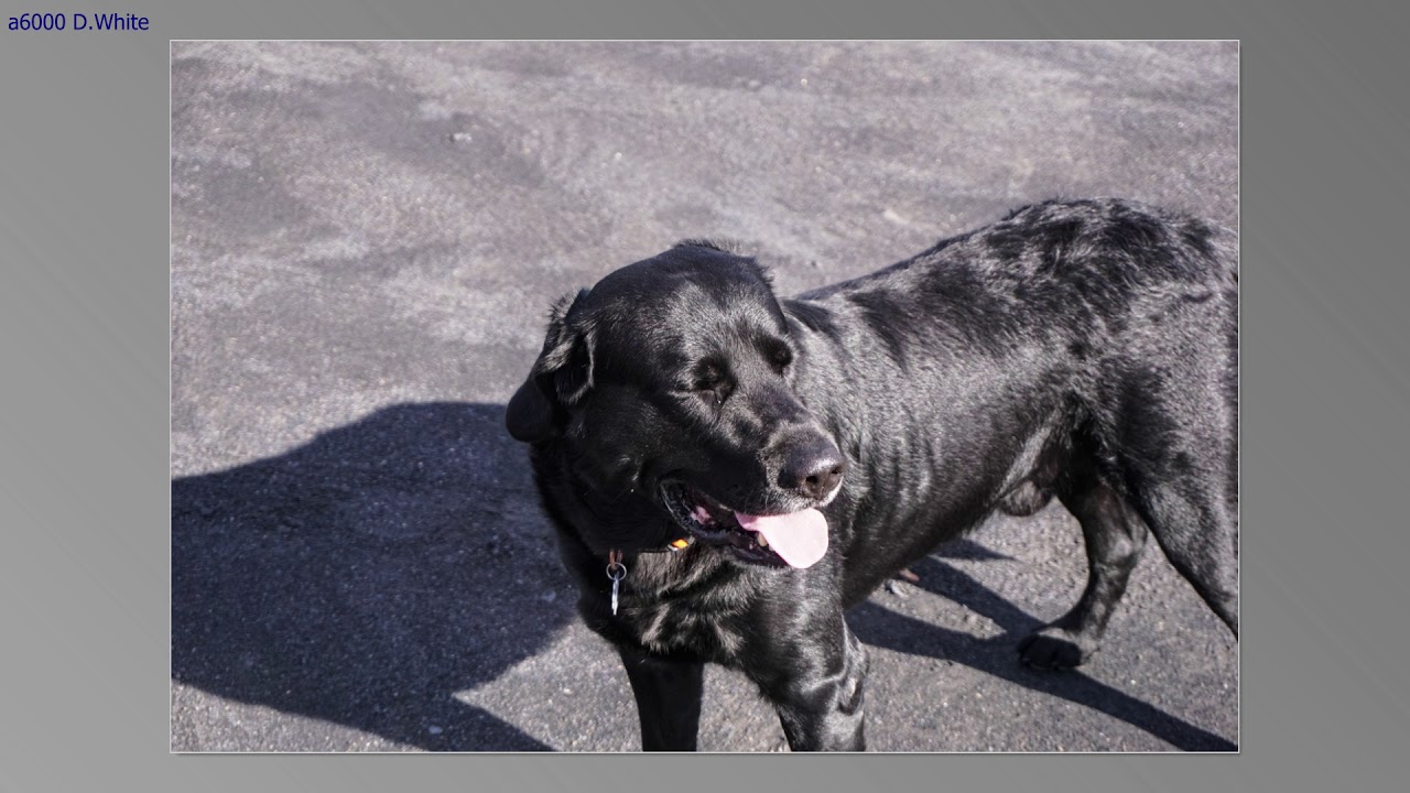 Sony a6000 auto focus  af-c hit rate test