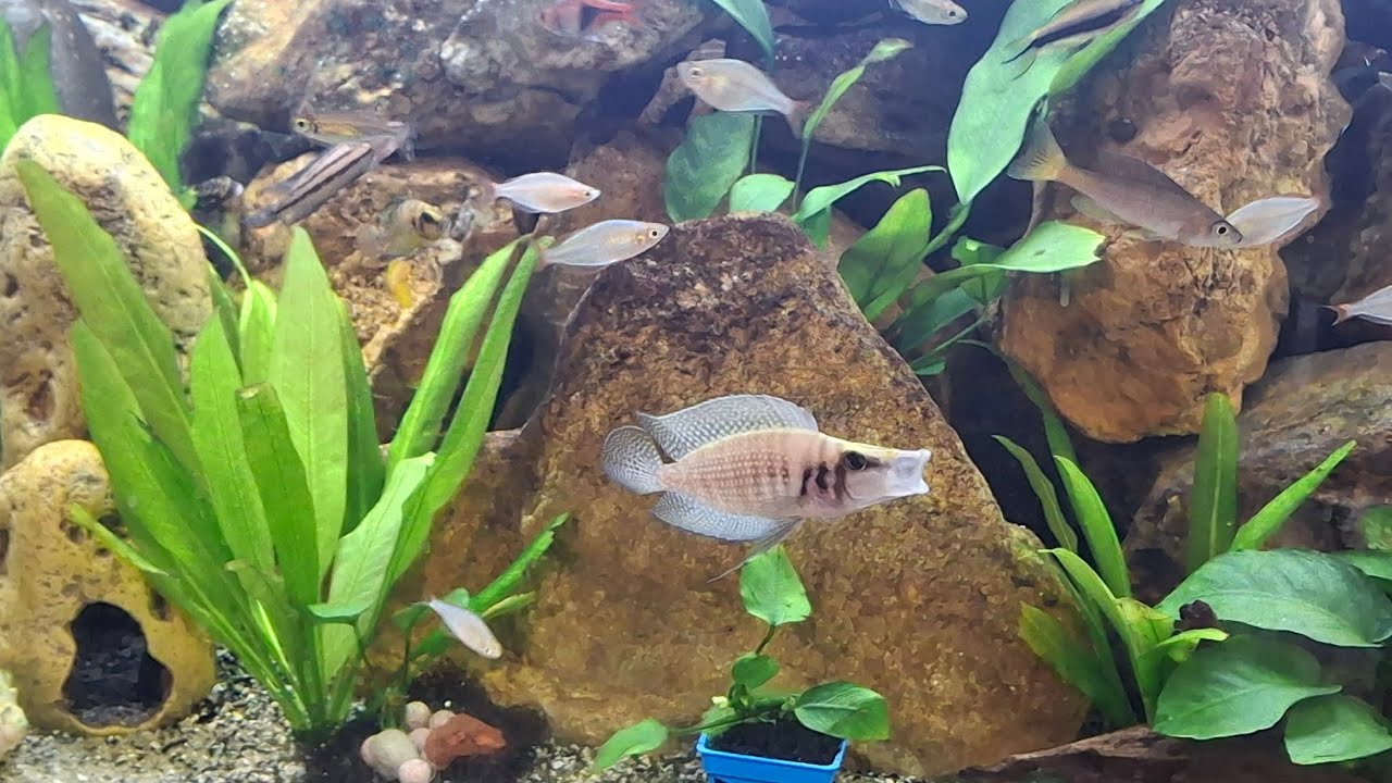 Let's dive a little deeper into the 127 gallon mixed Tanganyika tank