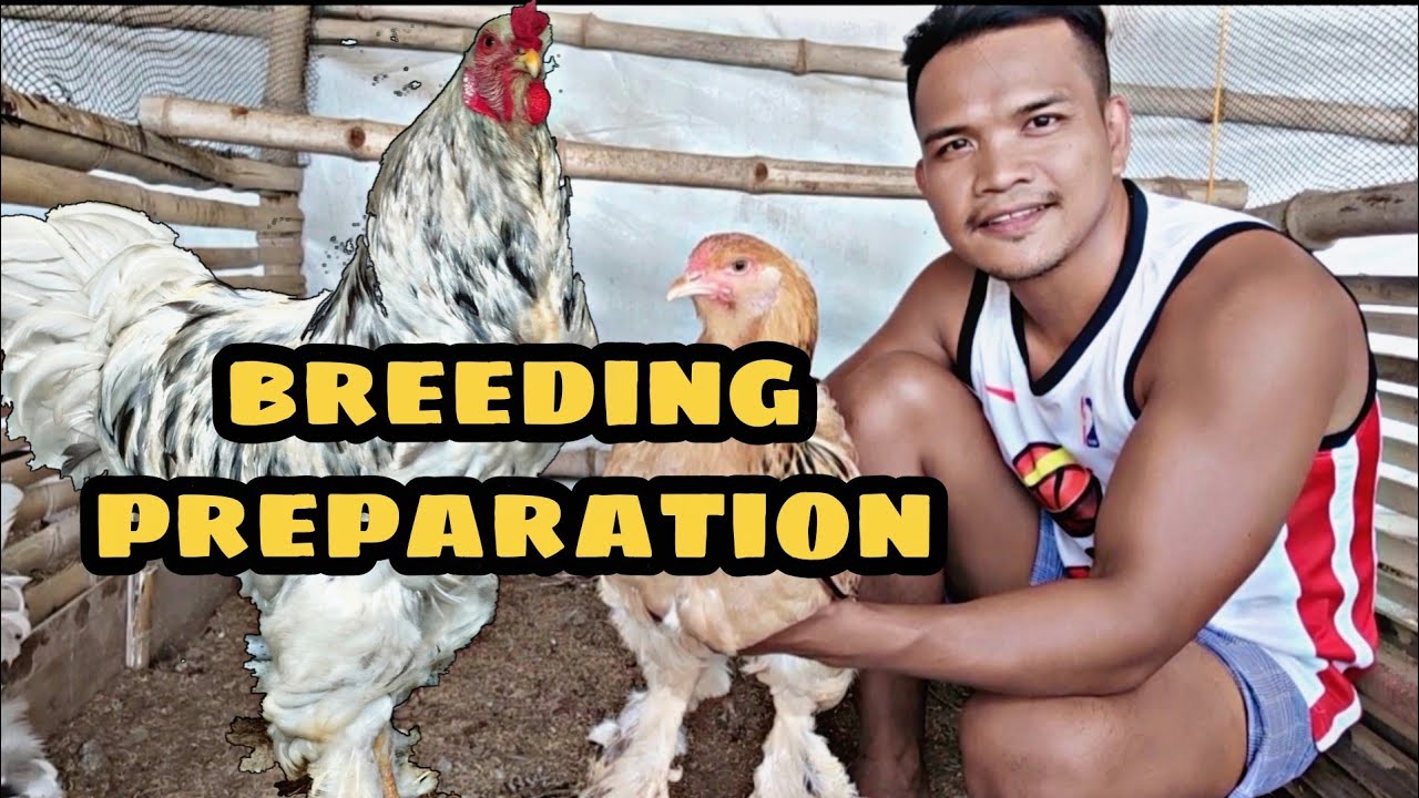 Preparation for breeding.my brahma chicken!
