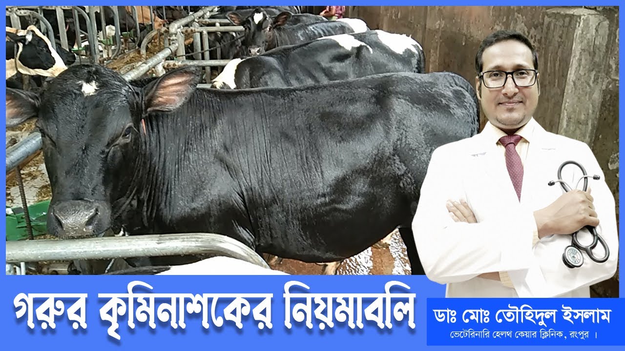 গরুর কৃমিনাশকের নিয়মাবলি | কৃমির ঔষধ কখন কিভাবে দিবেন। গরুর কৃমি | Dr. Touhidul Islam