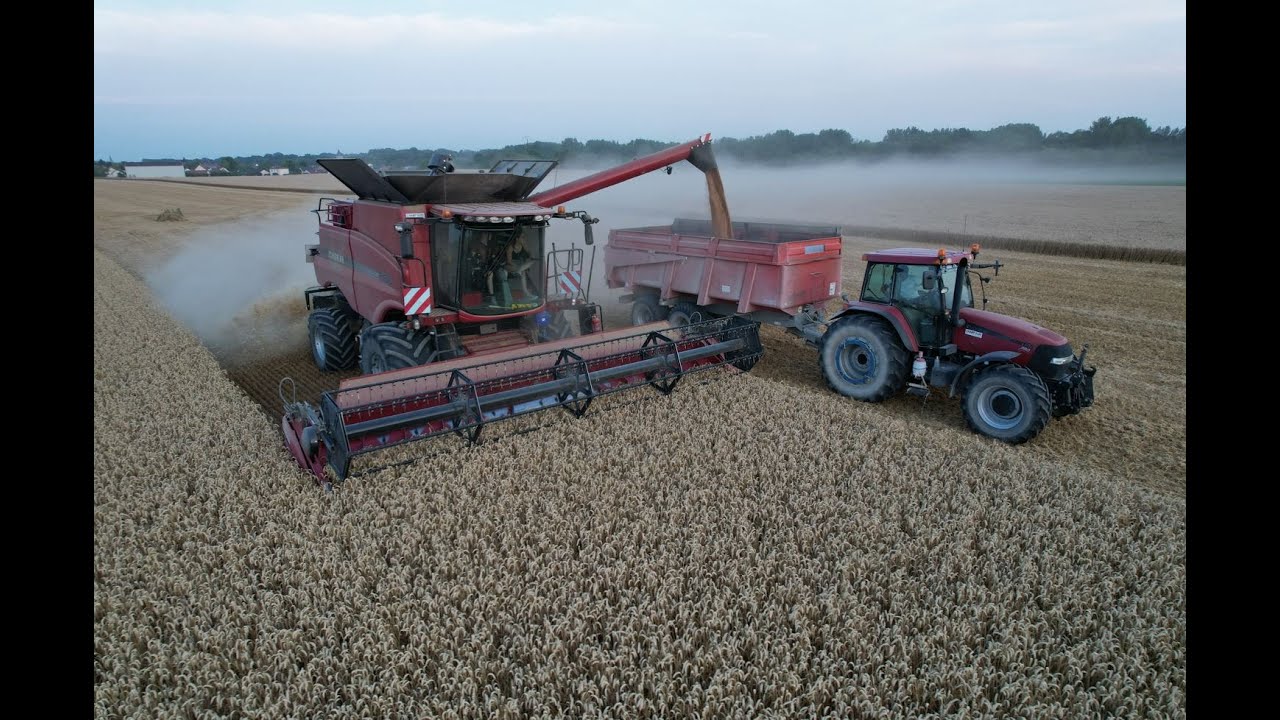 [top départ] moisson de blé 2023 sous un magnifique coucher de soleil