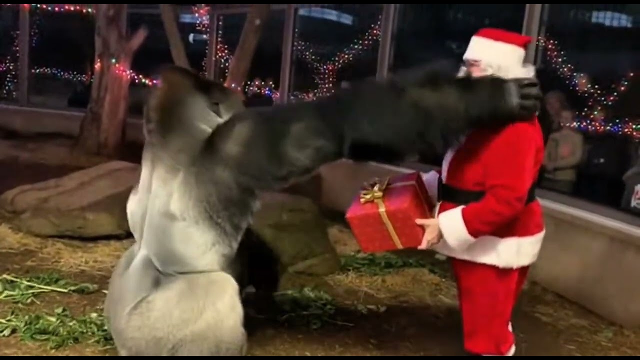 Most Emotional Gorilla Moments This Christmas | Heart-Touching Zoo Reactions 🦍🎄#christmas #gorillas