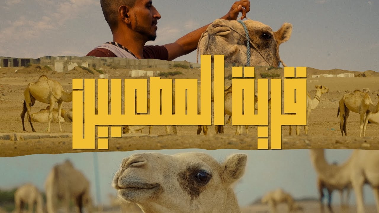 قرية في عدن تشتهر بتربية الجمال - فيديو سينمائي
