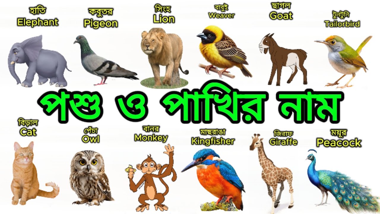 পশু ও পাখির নাম বাংলা ও ইংরেজিতে ।Learning Animal & Birds Name In Bangla to English| Child Education