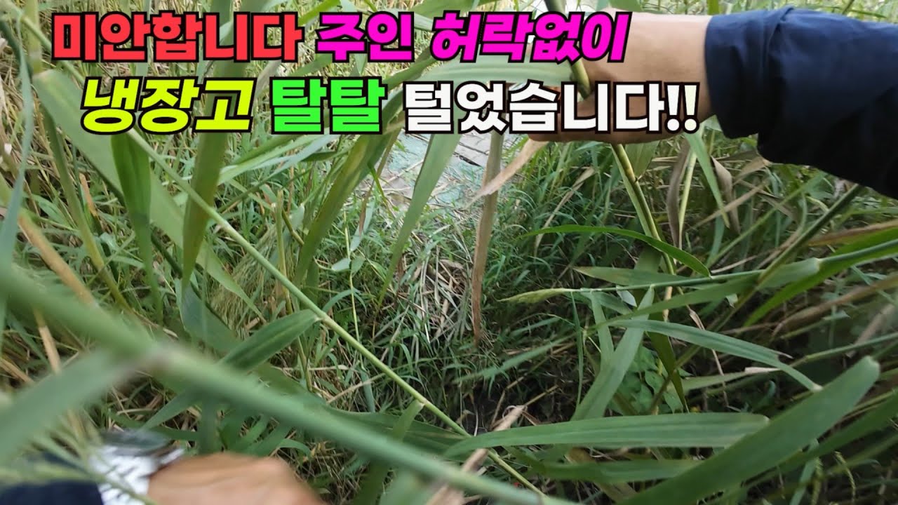 미안합니다 주인 허락없이 냉장고 탈탈 털었습니다!! 비밀터 장어집앞 붕어낚시